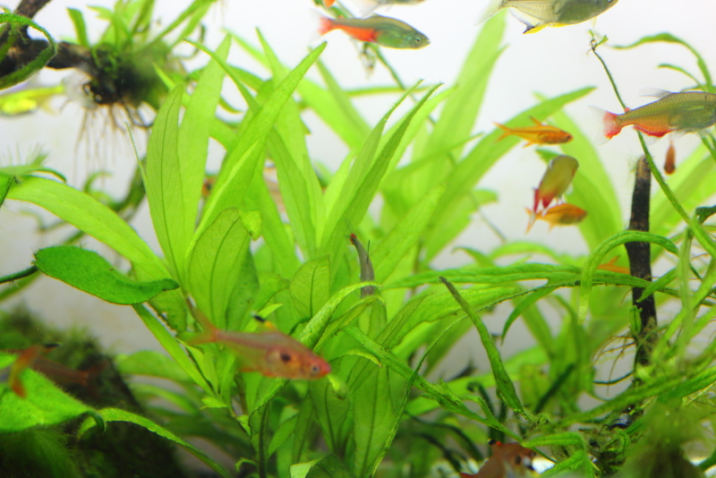 植栽から26日目　ニューラージリーフハイグロ